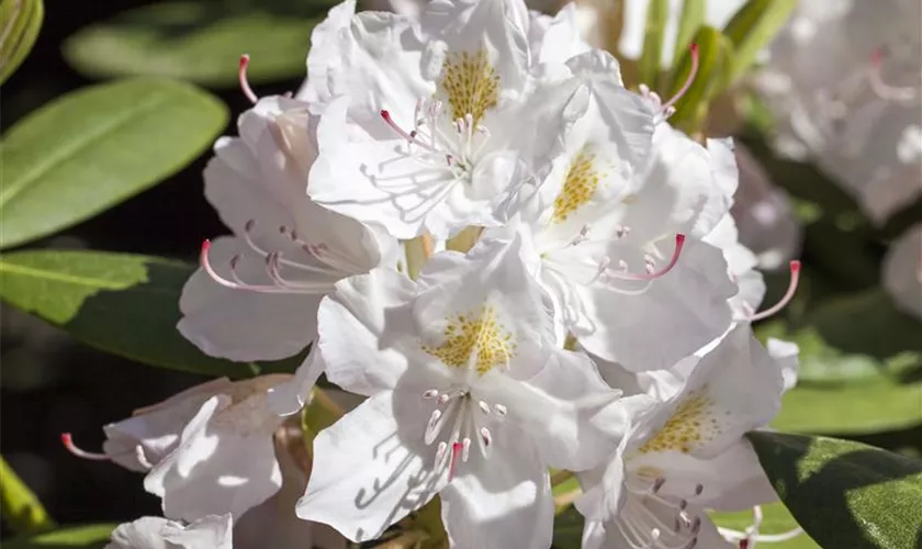 Rhododendron catawbiense 'Album'