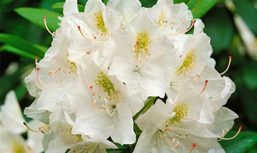 Rhododendron 'Album Grandiflorum'