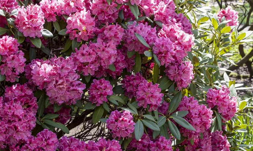 Rhododendron-Hybride 'James Brigham'