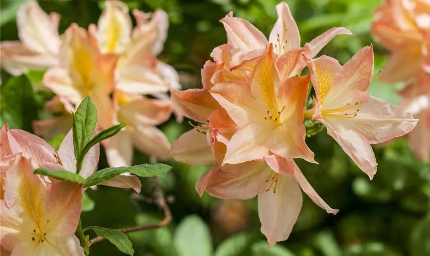 Rhododendron molle 'Hanny Felix'