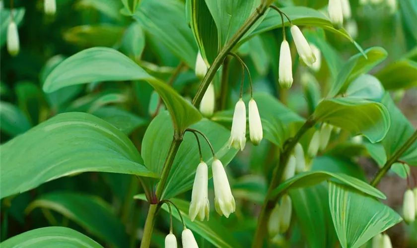 Garten-Bastard-Salomonssiegel 'Weihenstephan'