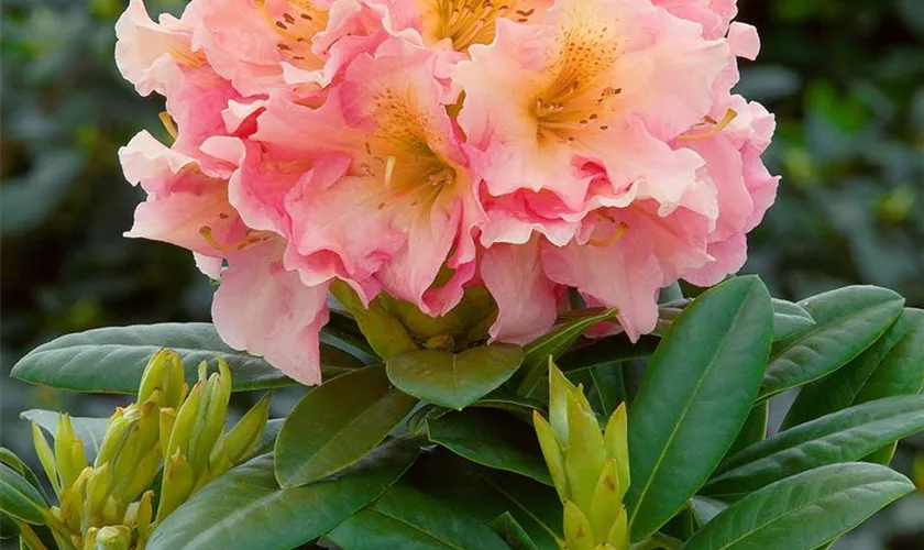 Rhododendron Fluidum'