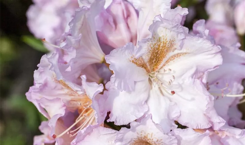 Rhododendron-Hybride 'Janet Blair'