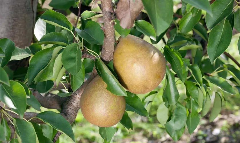 Pyrus communis 'Gute Graue'