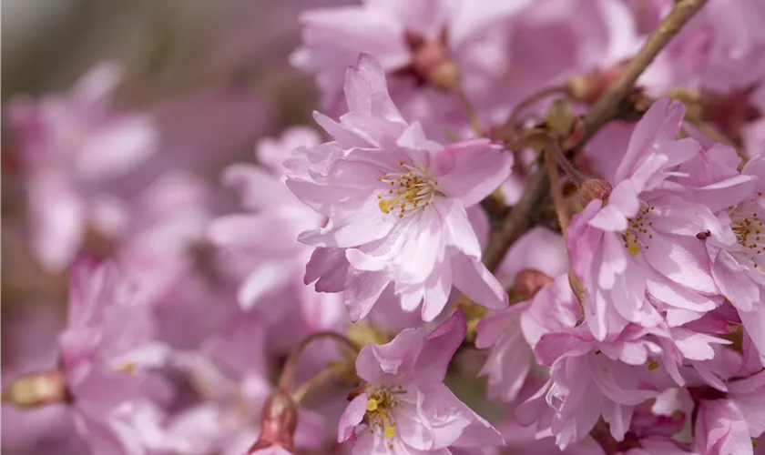 Prunus subhirtella 'Autumnalis'