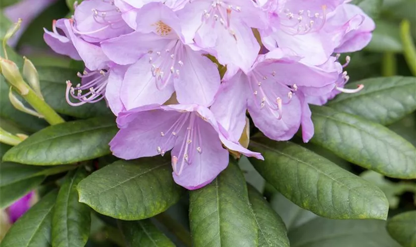 Rhododendron 'Parsons Gloriosum'