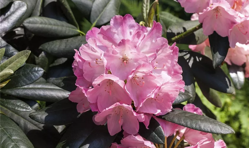 Rhododendron-Hybride 'Johann Bruns'