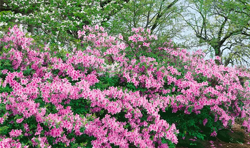 Rhododendron molle 'Lilac Lights'