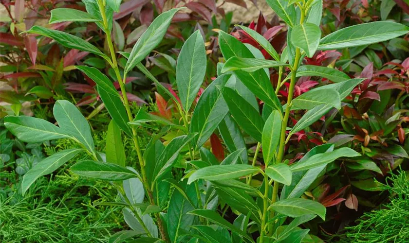 Prunus laurocerasus 'Caucasica Dart´s'