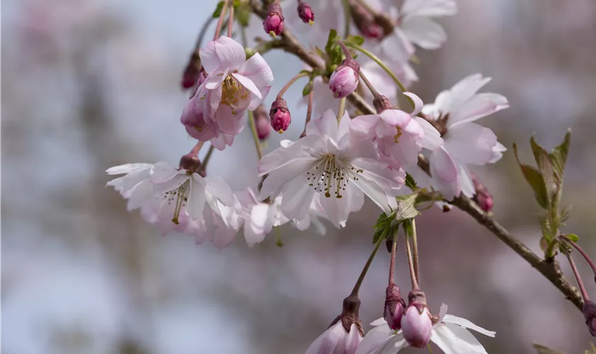 Prunus subhirtella 'Fukubana', Stamm