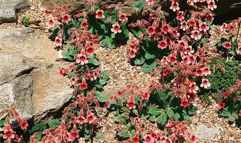 Rehmannia glutinosa