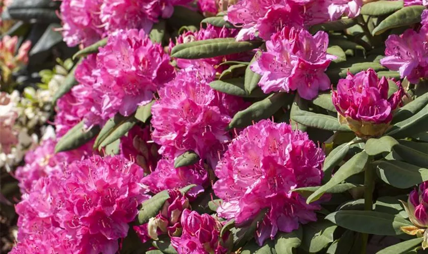 Rhododendron 'Catharine van Tol'