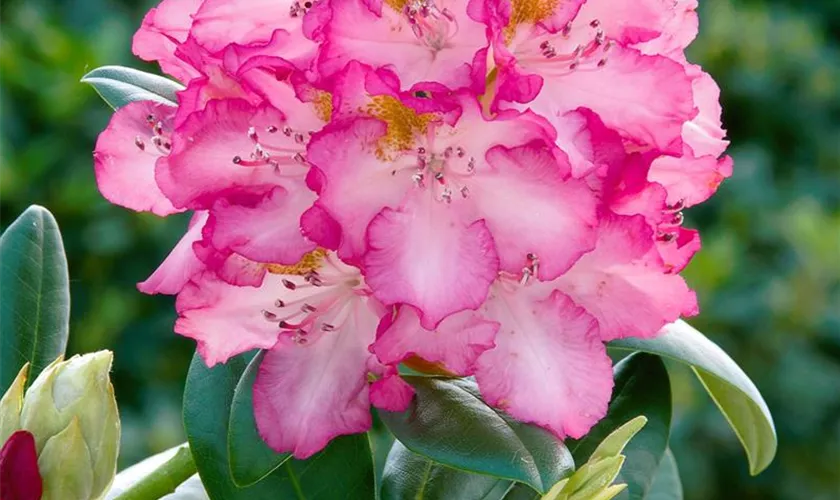 Rhododendron-Hybride 'Junifee'®