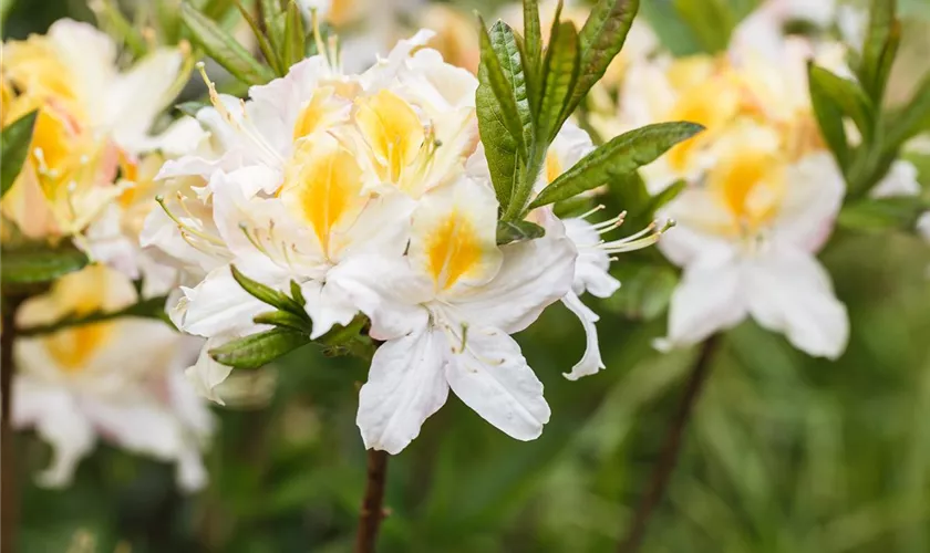 Rhododendron molle 'Northern Hi Lights'