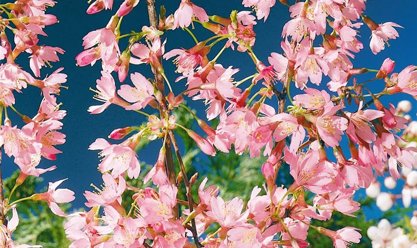 Prunus 'Pandora'