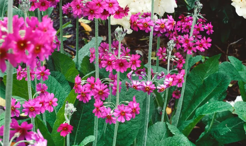 Primula pulverulenta