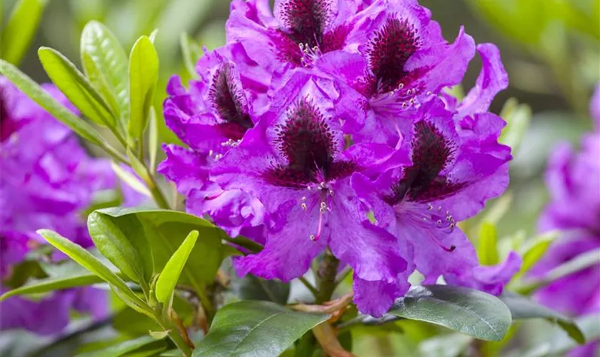 Rhododendron 'Kangaro'