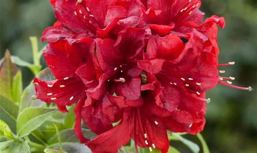 Rhododendron molle 'Red Sunset'