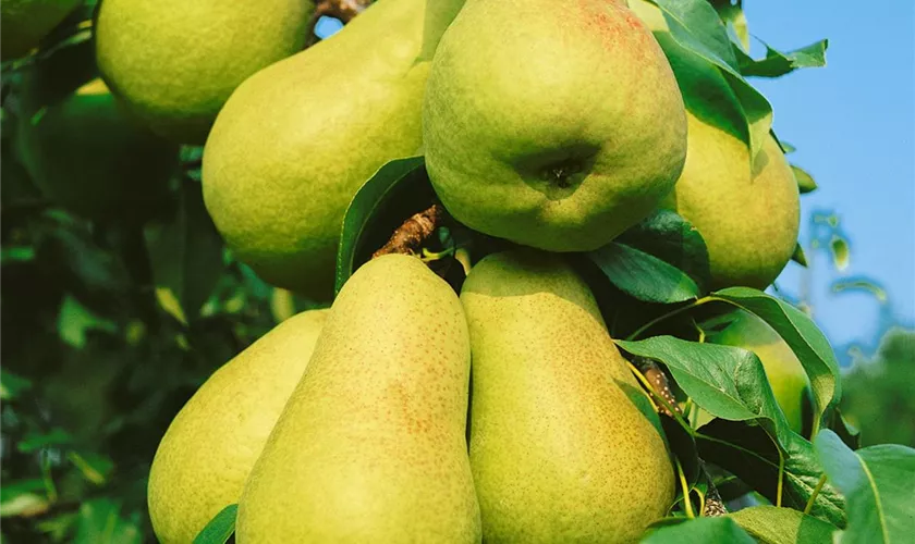 Pyrus communis 'Madame Verte'