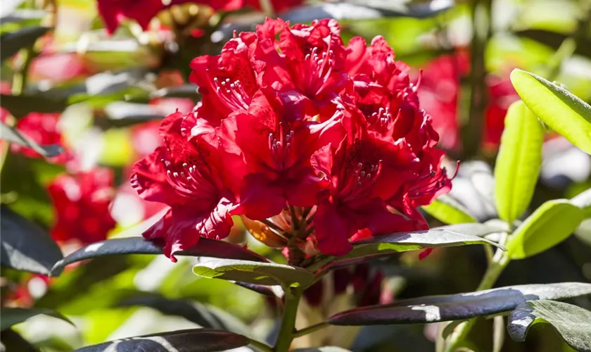 Rhododendron-Hybride 'Karl Naue'