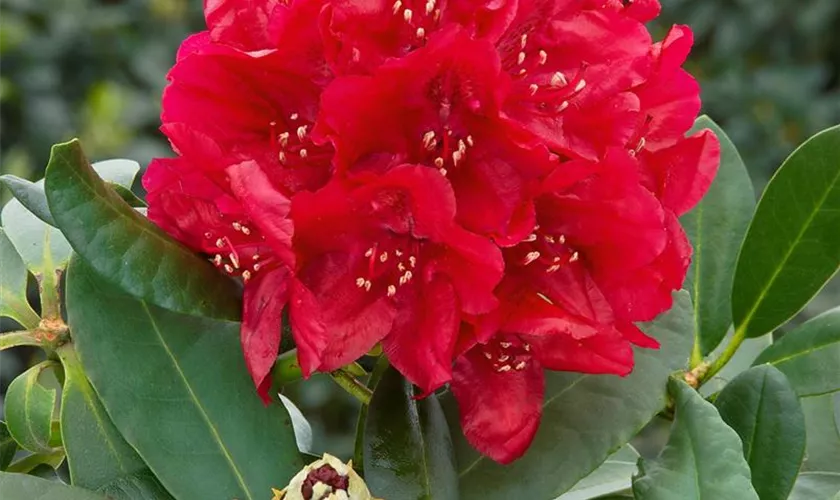 Rhododendron 'Francesca'