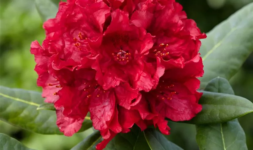 Rhododendron 'Matador'