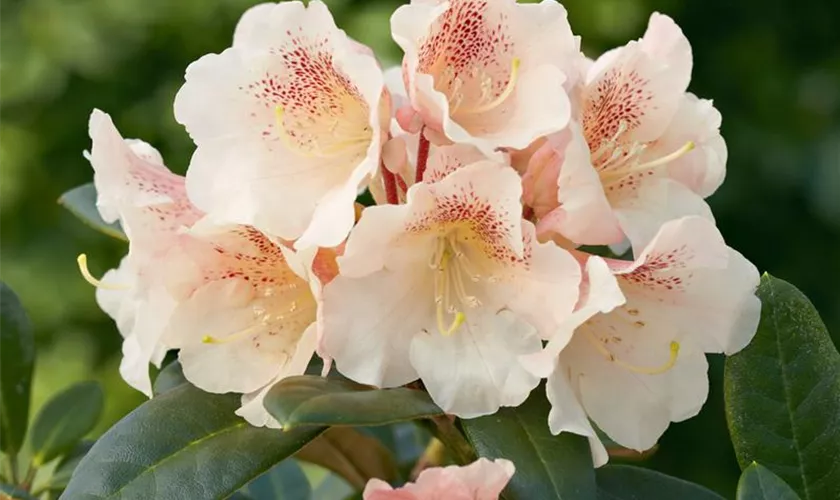 Rhododendron 'Chateau de Villandry'®