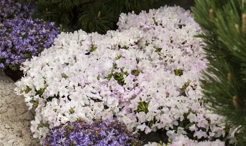 Rhododendron keleticum 'Robert Seleger'