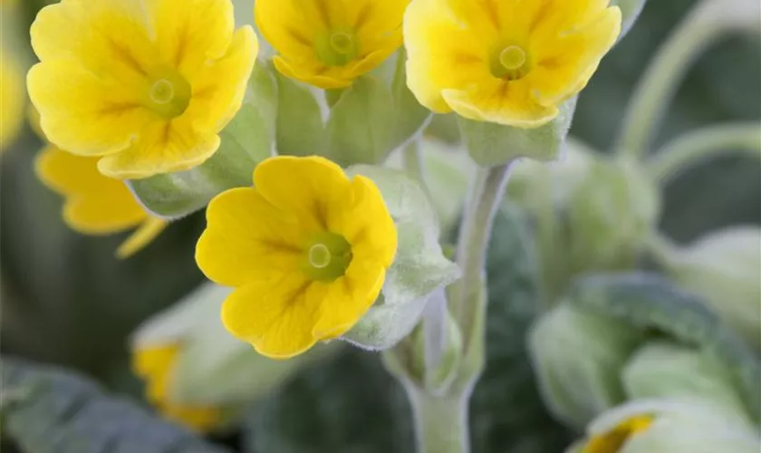 Primula veris 'Cabrillo Yellow'