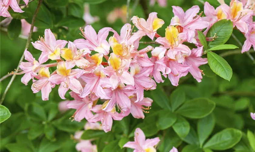 Rhododendron molle ssp. japonicum 'Comte de Gomer'