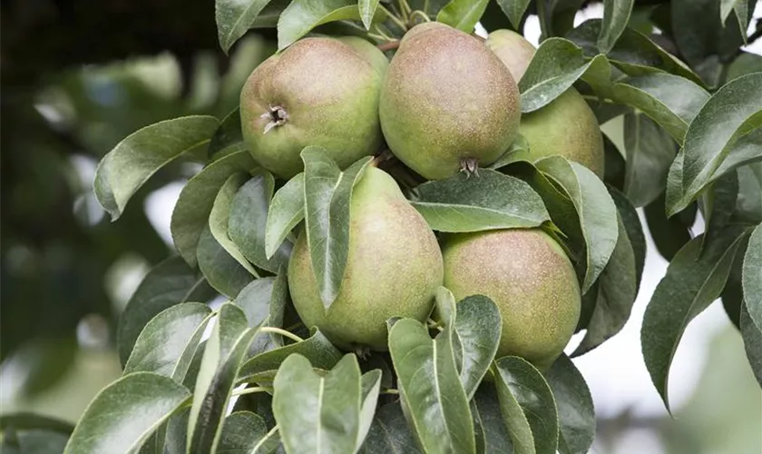 Pyrus communis 'Nordhäuser Winterforelle', Stamm