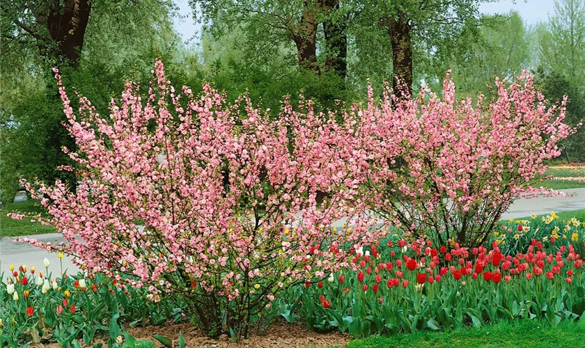 Prunus triloba 'Rosenmund'(s)