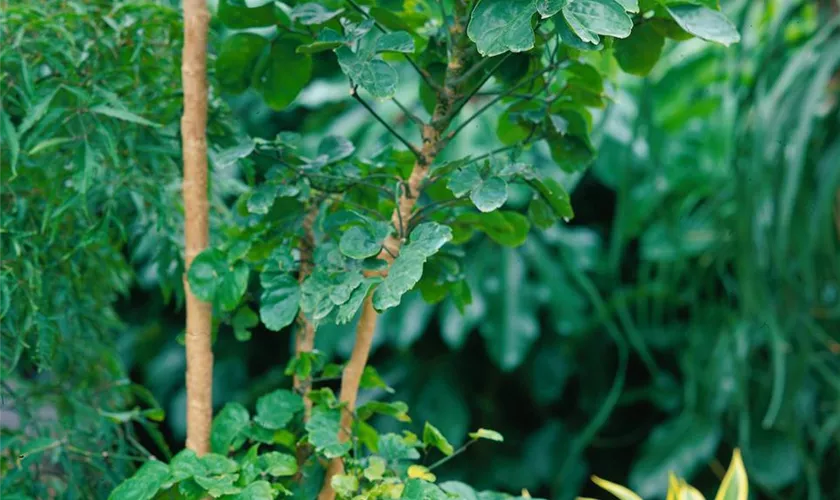 Polyscias scutellaria 'Balfourii'