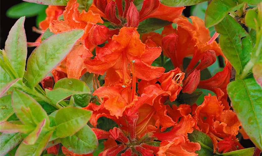 Rhododendron 'Chiwawa'