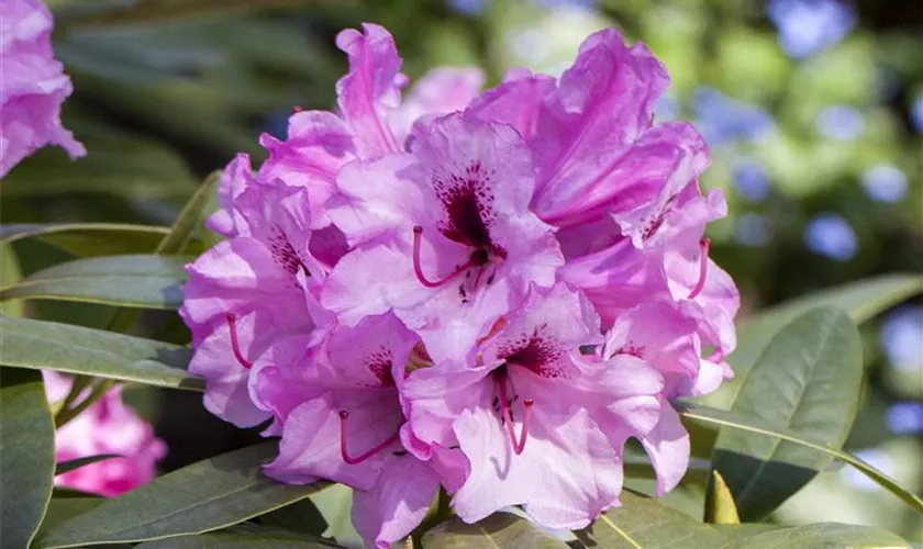 Rhododendron-Hybride 'Kordesa'