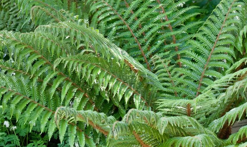 Polystichum polyblepharum