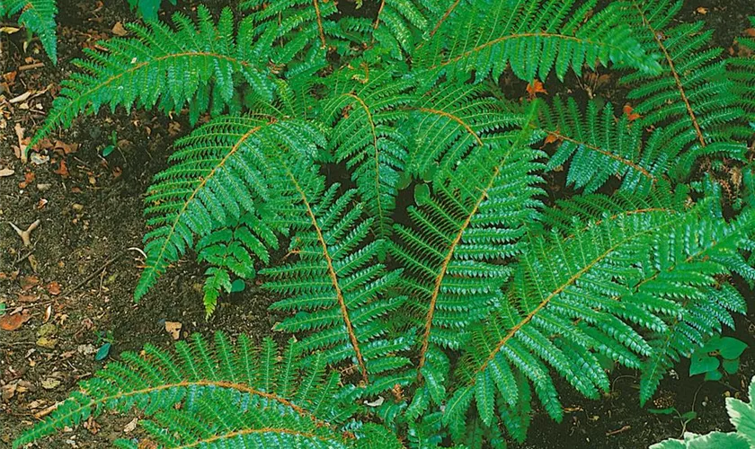 Polystichum polyblepharum 'Bornim'