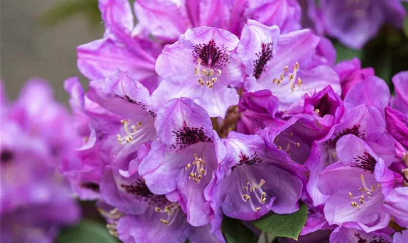 Rhododendron-Hybride 'Christiane Herzog'