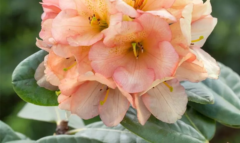 Rhododendron-Hybride 'Lachsgold'