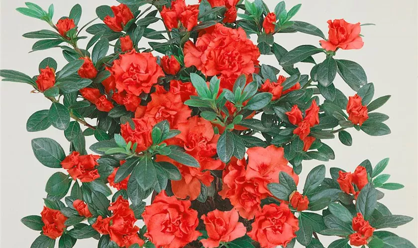 Zimmerazalee 'Eiger'