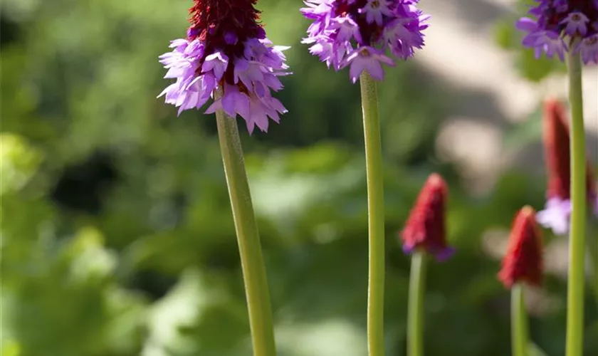 Primula vialii