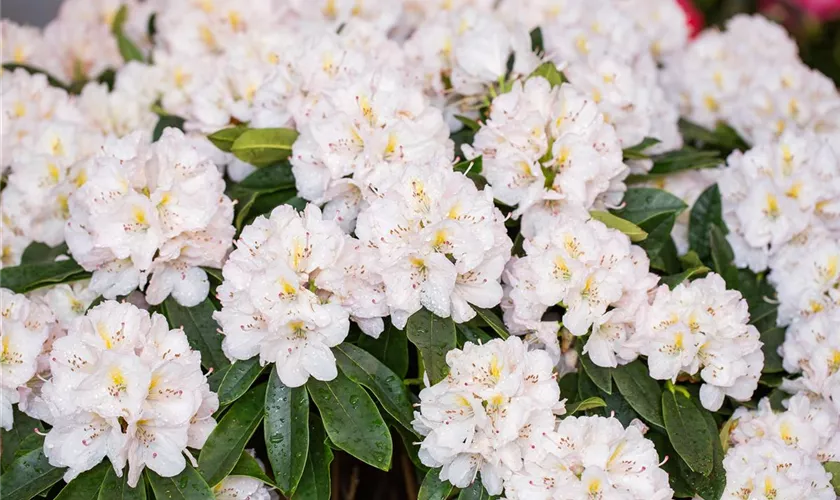 Rhododendron 'Christina Rau'