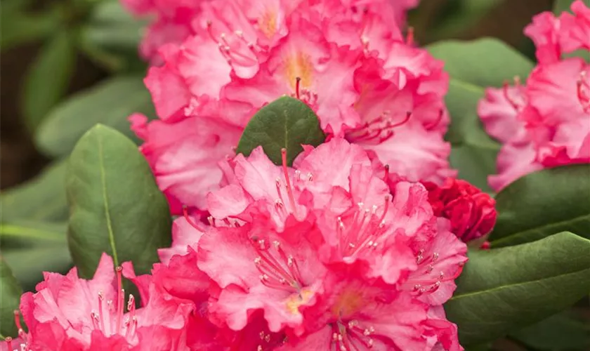 Rhododendron-Hybride