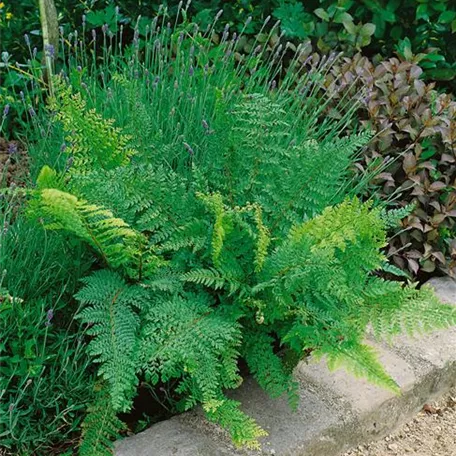 Polystichum setiferum 'Cristatum'