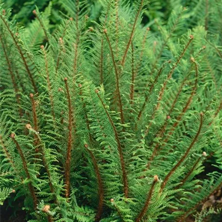 Polystichum setiferum 'Proliferum'