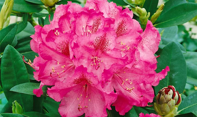 Rhododendron-Hybride 'Resonanz'