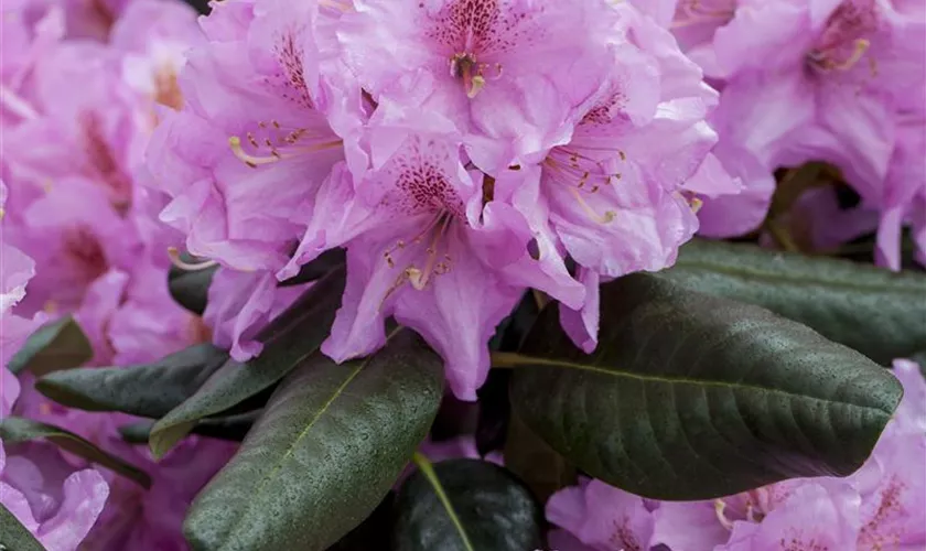 Rhododendron 'Lavendeltraum'