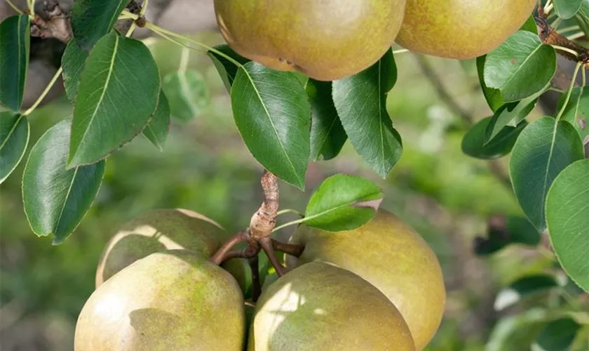 Pyrus communis 'Pierre Corneille'