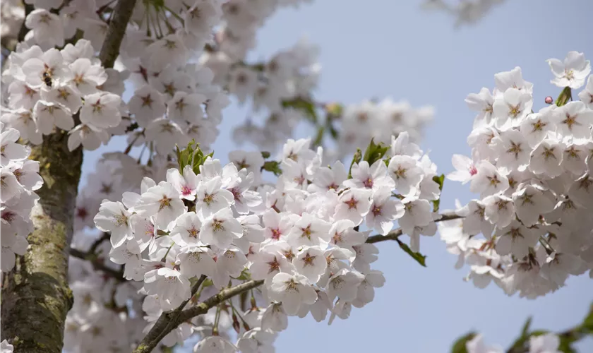 Prunus x yedoensis