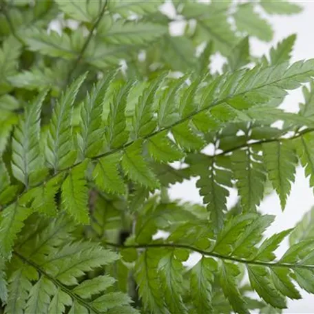 Polystichum tsus-simense 'Biaristatum'